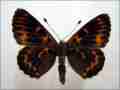 Melitaea athalia (aberrant, heath fritillary) (Internet Image property of respective owner, non-commercial use only)